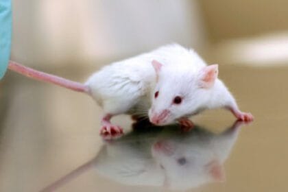 10 Human Diseases Mice Help Us Understand & Fight