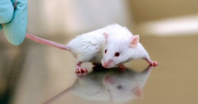 10 Human Diseases Mice Help Us Understand & Fight