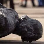 Statues Down: Top 10 Controversial Cases & Why