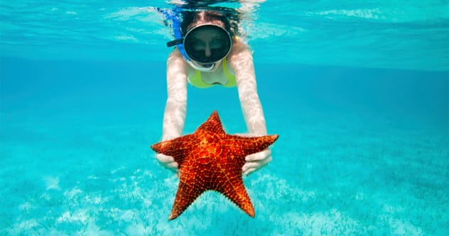Starfish regenerating an arm