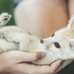 Top 10 Cutest Animals Around the World (Science Approved)