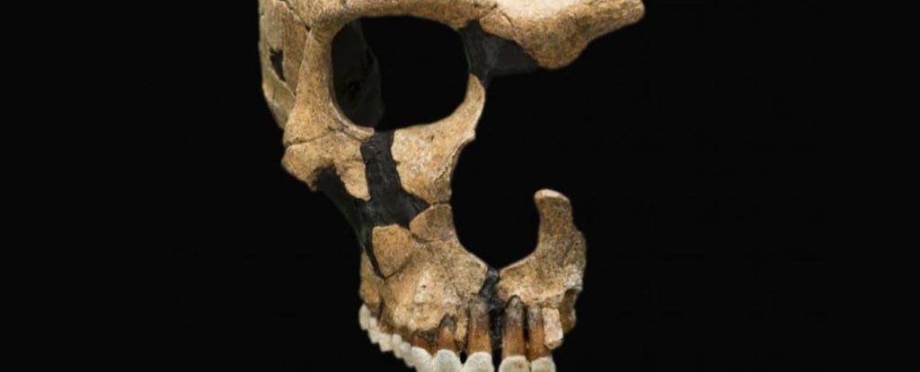 Homo Sapiens