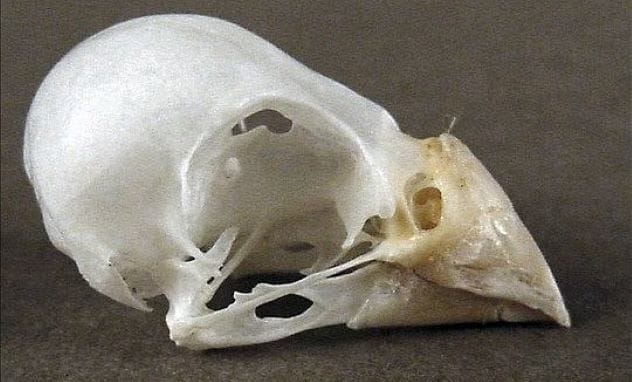 Finch Skull