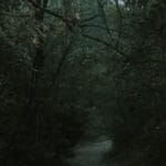 World's 10 Spookiest Forests: True Horror & Mystery Awaits