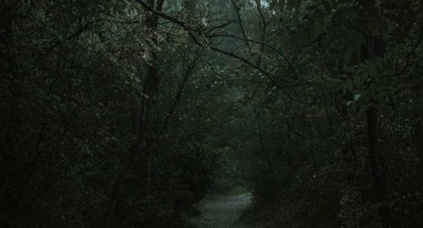 World's 10 Spookiest Forests: True Horror & Mystery Awaits