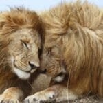 10 Amazing Animal Behaviors You Won't Believe