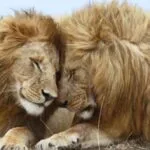 10 Amazing Animal Behaviors You Won't Believe