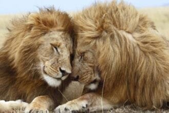 10 Amazing Animal Behaviors You Won't Believe