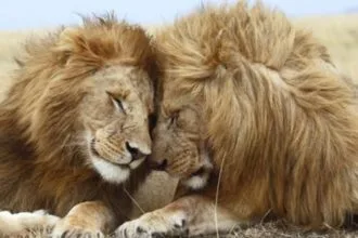 10 Amazing Animal Behaviors You Won't Believe