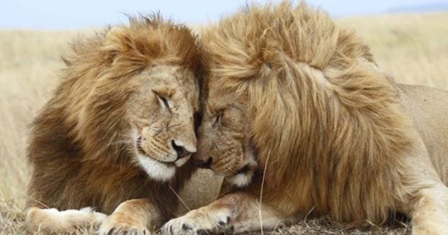 10 Amazing Animal Behaviors You Won't Believe