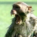 Monkey Mayhem: 10 Shocking Times Monkeys Took Human Lives
