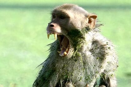 Monkey Mayhem: 10 Shocking Times Monkeys Took Human Lives