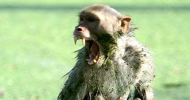 Monkey Mayhem: 10 Shocking Times Monkeys Took Human Lives