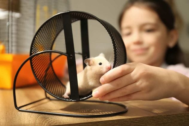 Girl petting a Syrian hamster