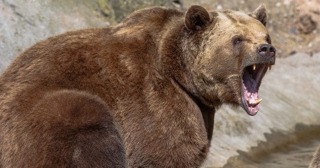 A grizzly bear in Glacier National Park, highlighting wildlife dangers.
