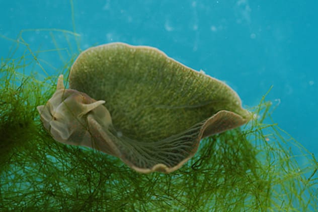 Green sea slug regenerating its body