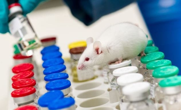 Hamster in a lab with vials, circa 1940s