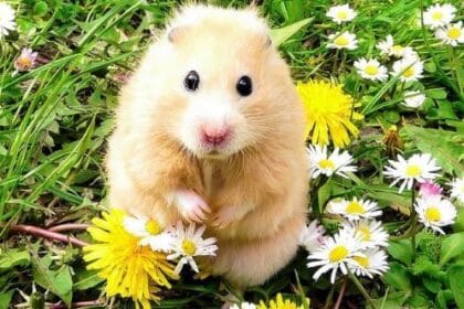 10 Times Cute Hamsters Brought Tragic & Lethal Outcomes