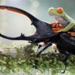 Coolest Bugs: Top 10 Macabre & Amazing Insects