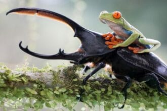 Coolest Bugs: Top 10 Macabre & Amazing Insects