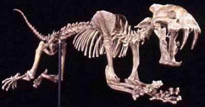 Skeleton of Hoplophoneus, a Nimravid with saberteeth