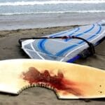Shark Attack Survivors: 10 Tales of Narrow Escapes
