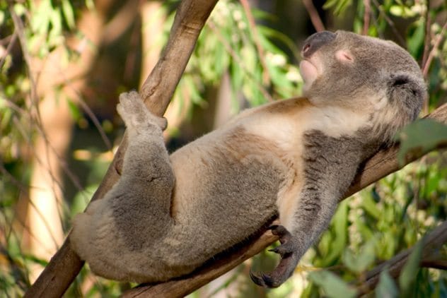 Animal sleeping safely