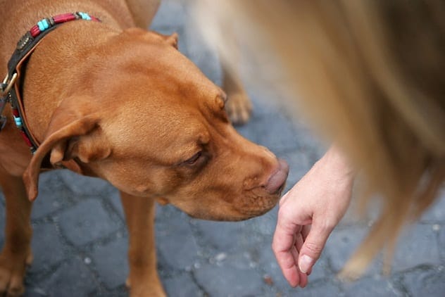 diabetes dog