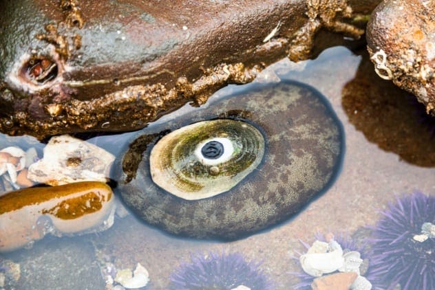 Keyhole limpet