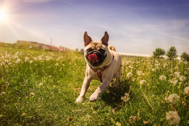 Dogs sniffing for science