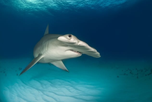 Cancer immunity in sharks