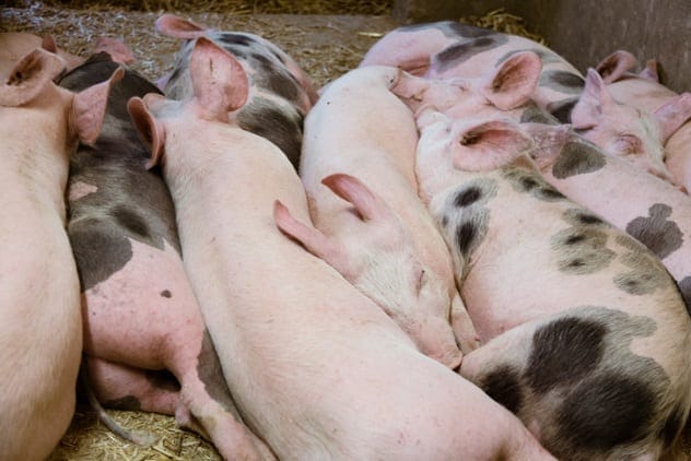 Growing organs in animals