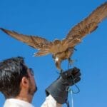 10 Unexpected Ways Animals Are Helping Humans Thrive