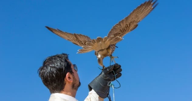 10 Unexpected Ways Animals Are Helping Humans Thrive