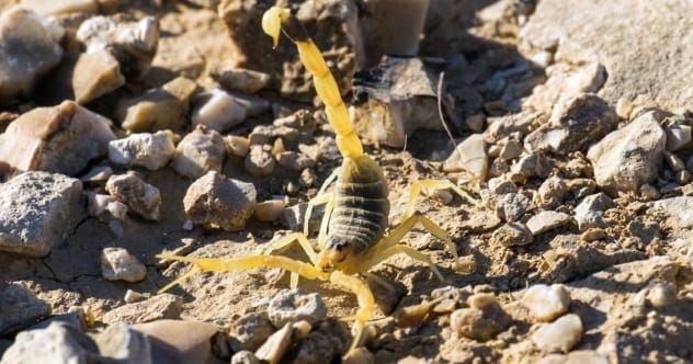 Deathstalker Scorpion