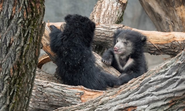 Bears