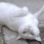 10 Animal Behavior Myths You Thought Were True