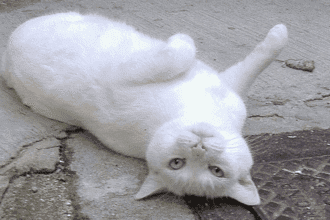 10 Animal Behavior Myths You Thought Were True