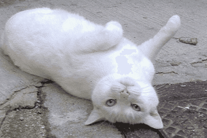 10 Animal Behavior Myths You Thought Were True