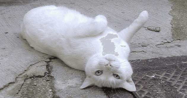 10 Animal Behavior Myths You Thought Were True