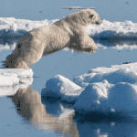 Wild Side Adventures: 10 Ways to See Amazing Wildlife