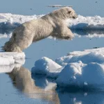 Wild Side Adventures: 10 Ways to See Amazing Wildlife