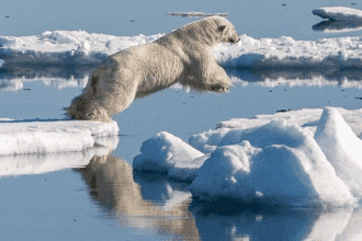 Wild Side Adventures: 10 Ways to See Amazing Wildlife