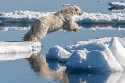 Wild Side Adventures: 10 Ways to See Amazing Wildlife