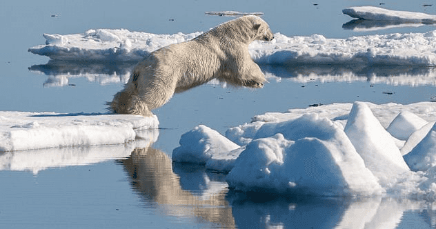 Wild Side Adventures: 10 Ways to See Amazing Wildlife