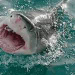 Top 10 Shark Week Conspiracy Theories: Fact or Fin-ction?