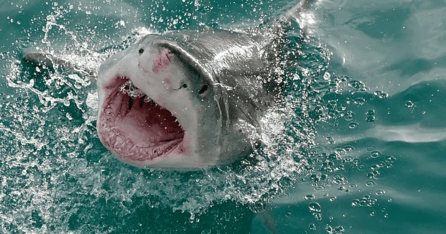 Top 10 Shark Week Conspiracy Theories: Fact or Fin-ction?