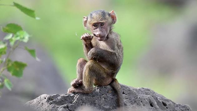 Chimpanzee