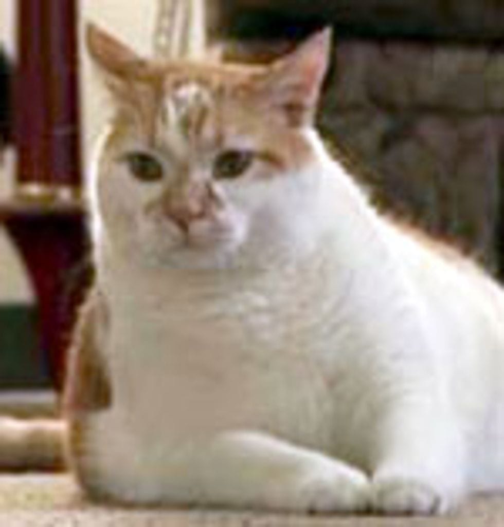 Cat sensing a heart attack