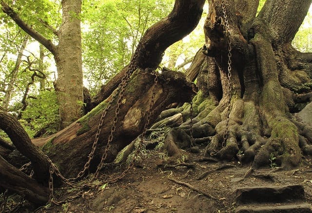 The Chained Oak